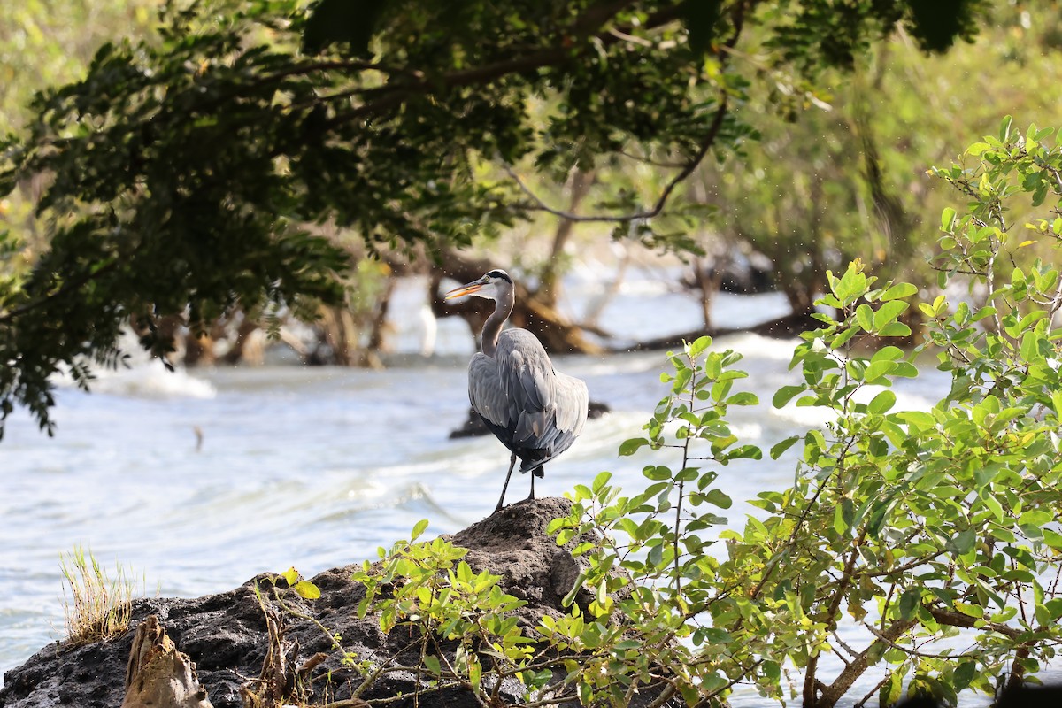 אנפה אמריקנית - ML646178253
