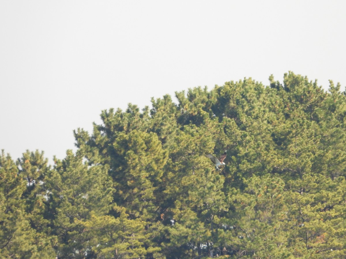 שלך - ML646178254