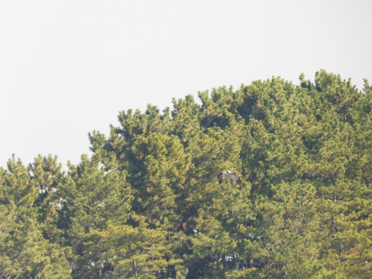 שלך - ML646178255