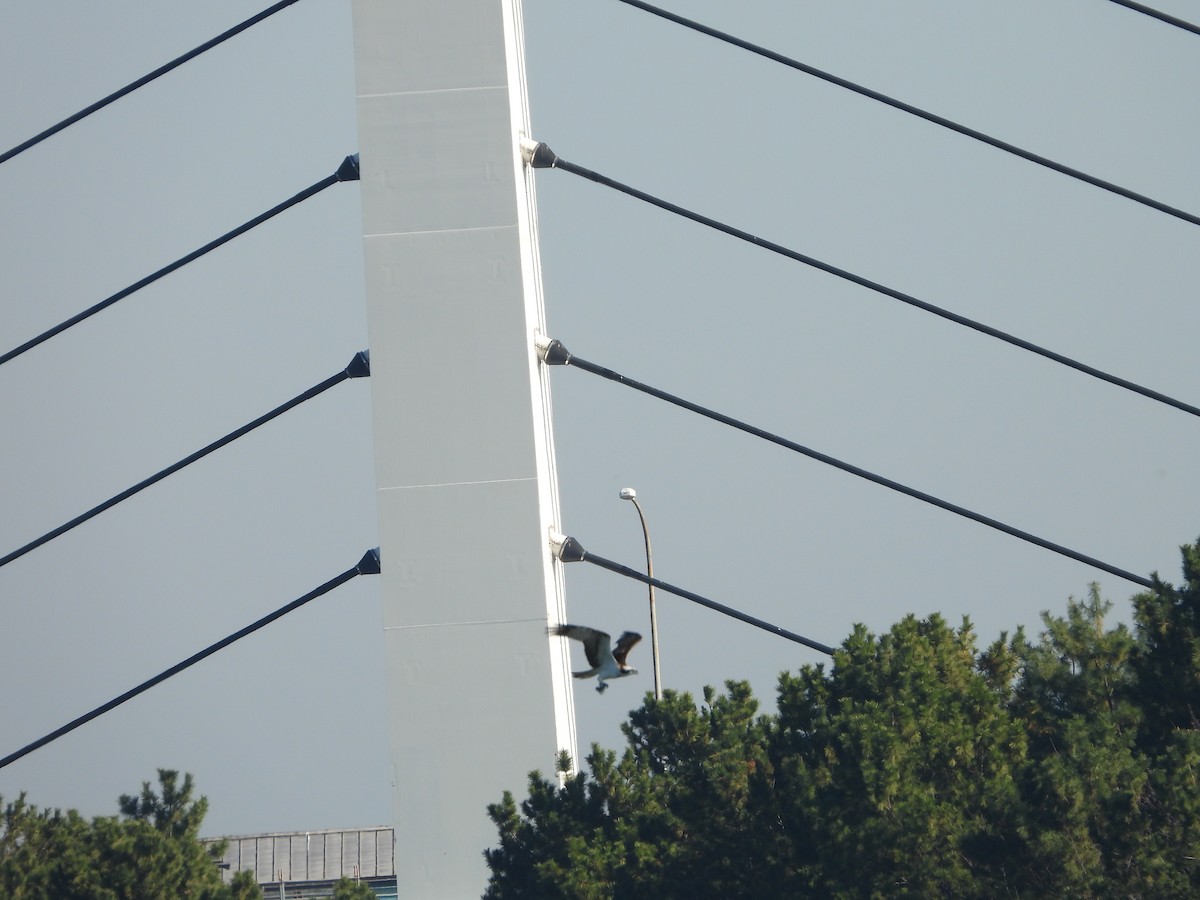 שלך - ML646178256