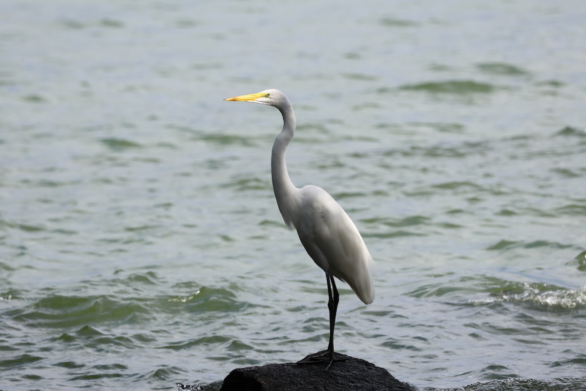 לבנית גדולה - ML646178257