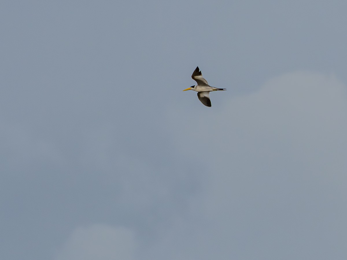 Large-billed Tern - ML646178258