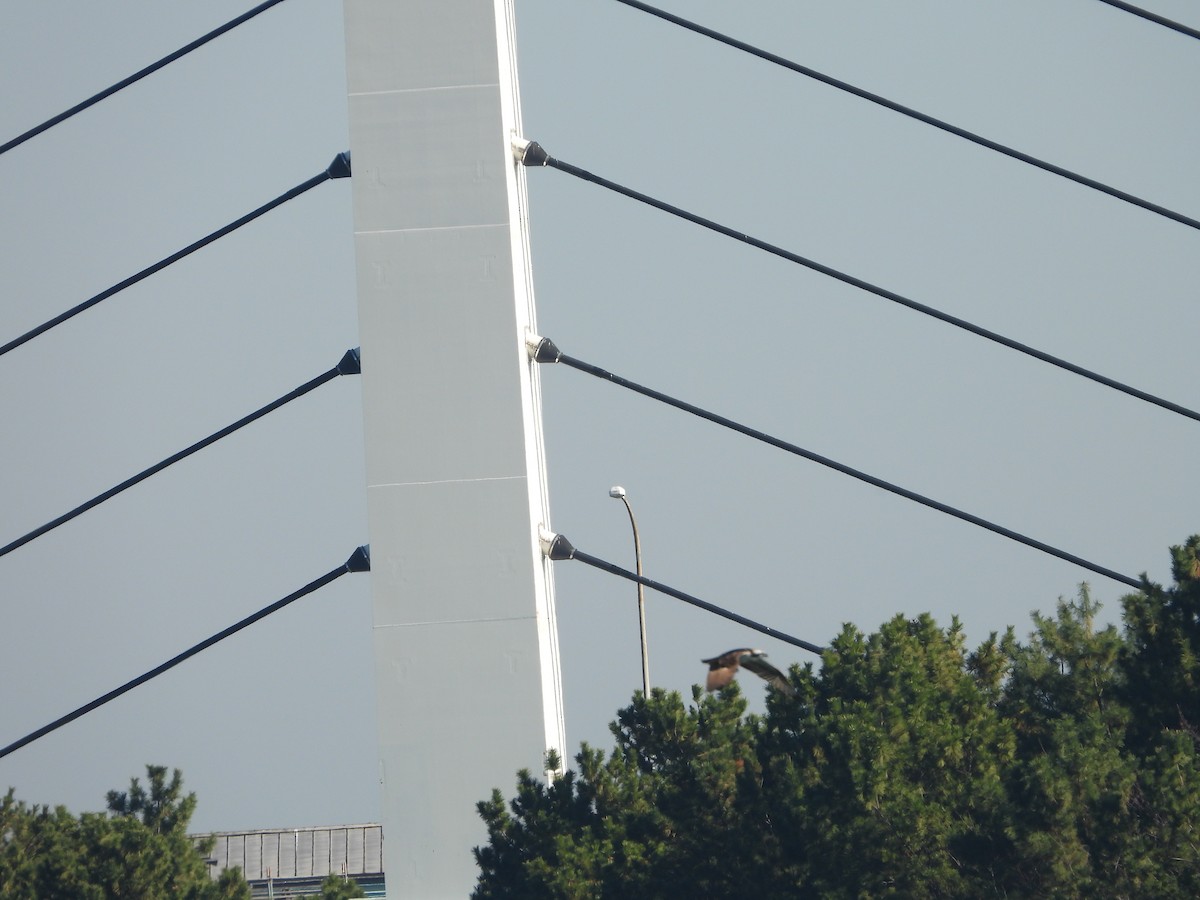 שלך - ML646178259