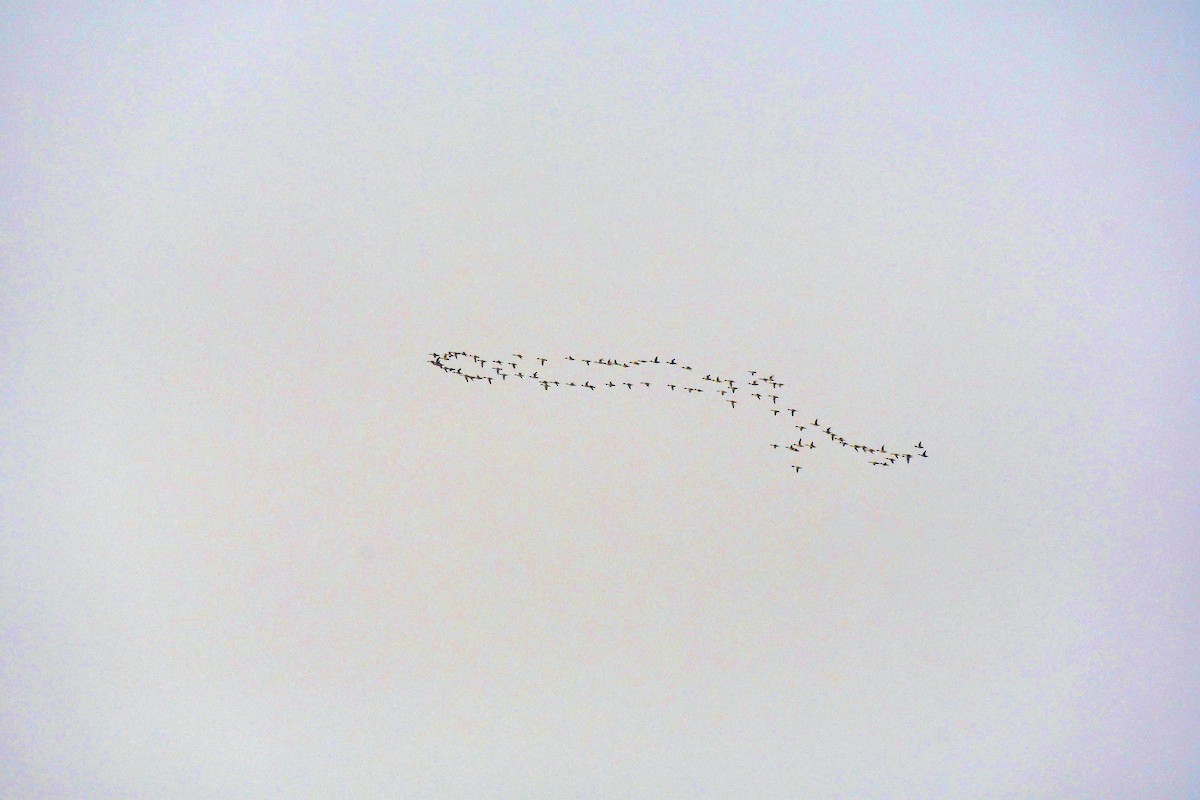 ברווז חד-זנב - ML646178260