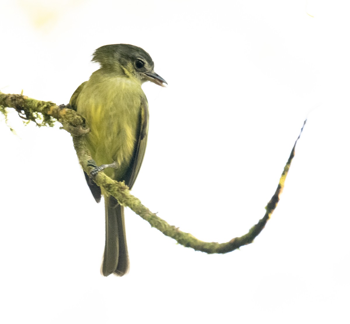 Bahia Tyrannulet - ML646178261