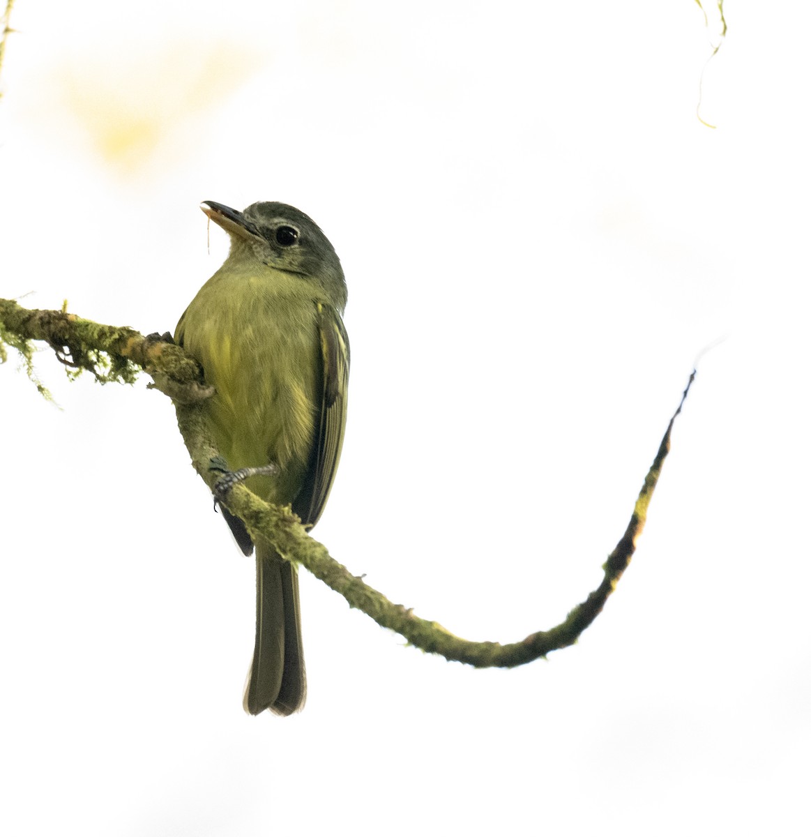 Bahia Tyrannulet - ML646178262