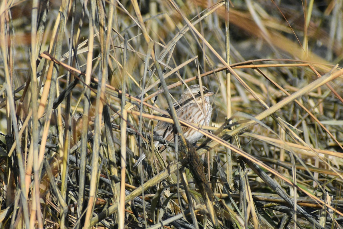 גיבתונית ערבות - ML646178263