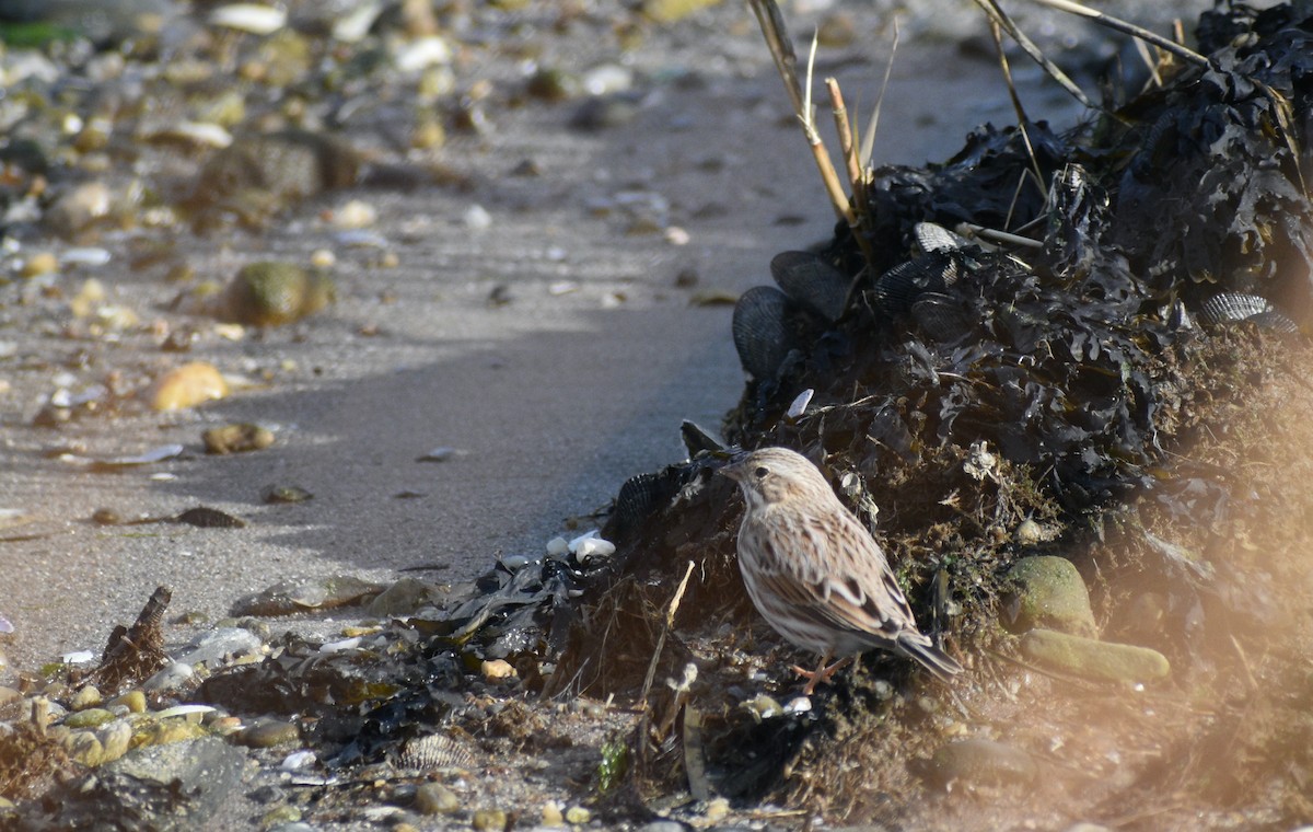 גיבתונית ערבות - ML646178264