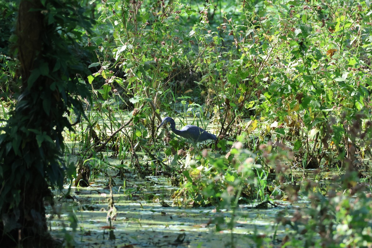 לבנית כחולה קטנה - ML646178265