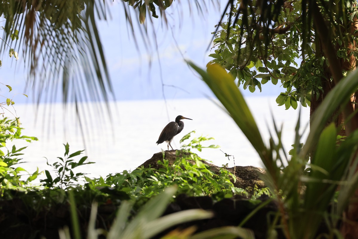 Tricolored Heron - ML646178266