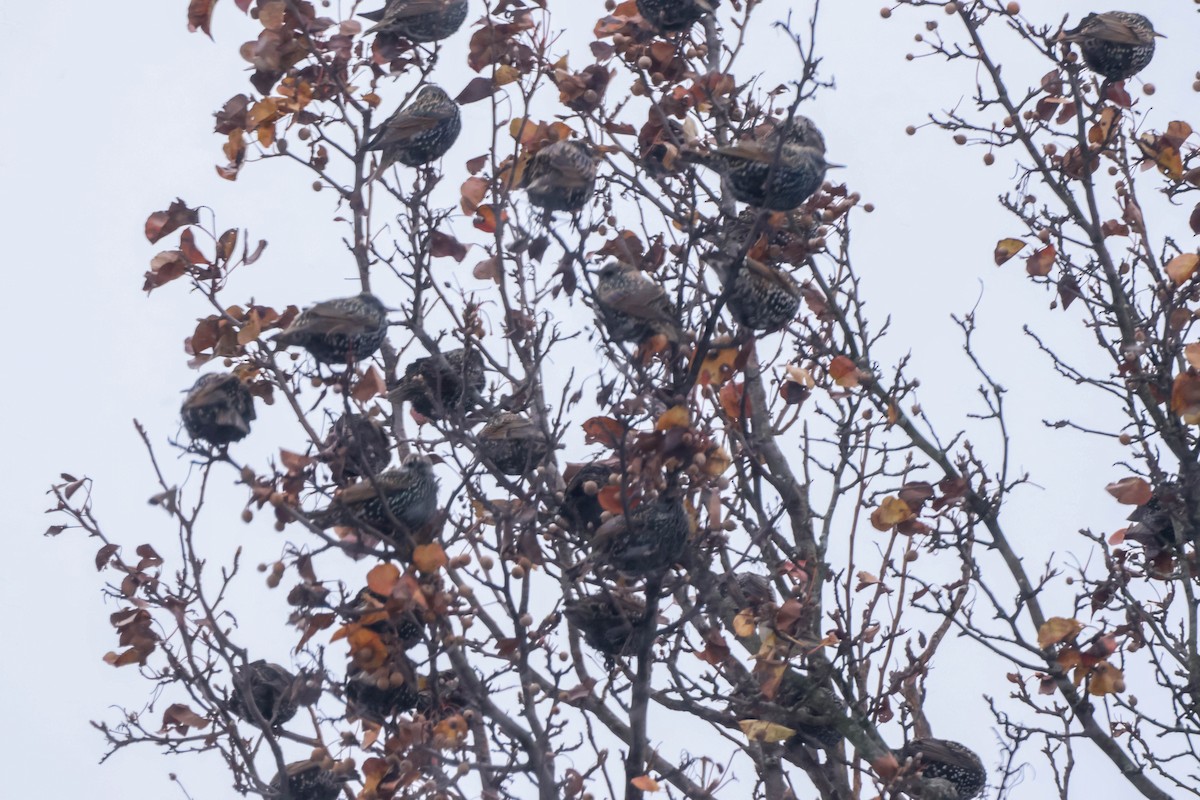 זרזיר מצוי - ML646178269