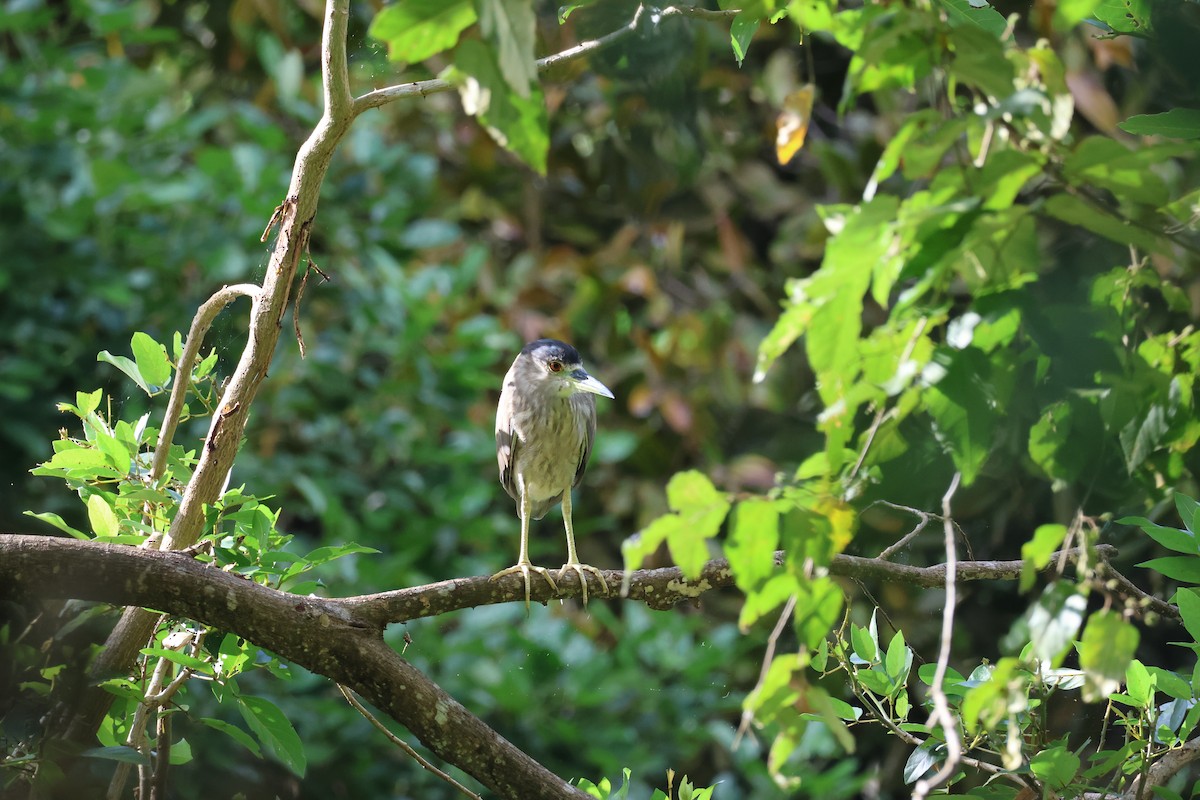 אנפת לילה - ML646178270