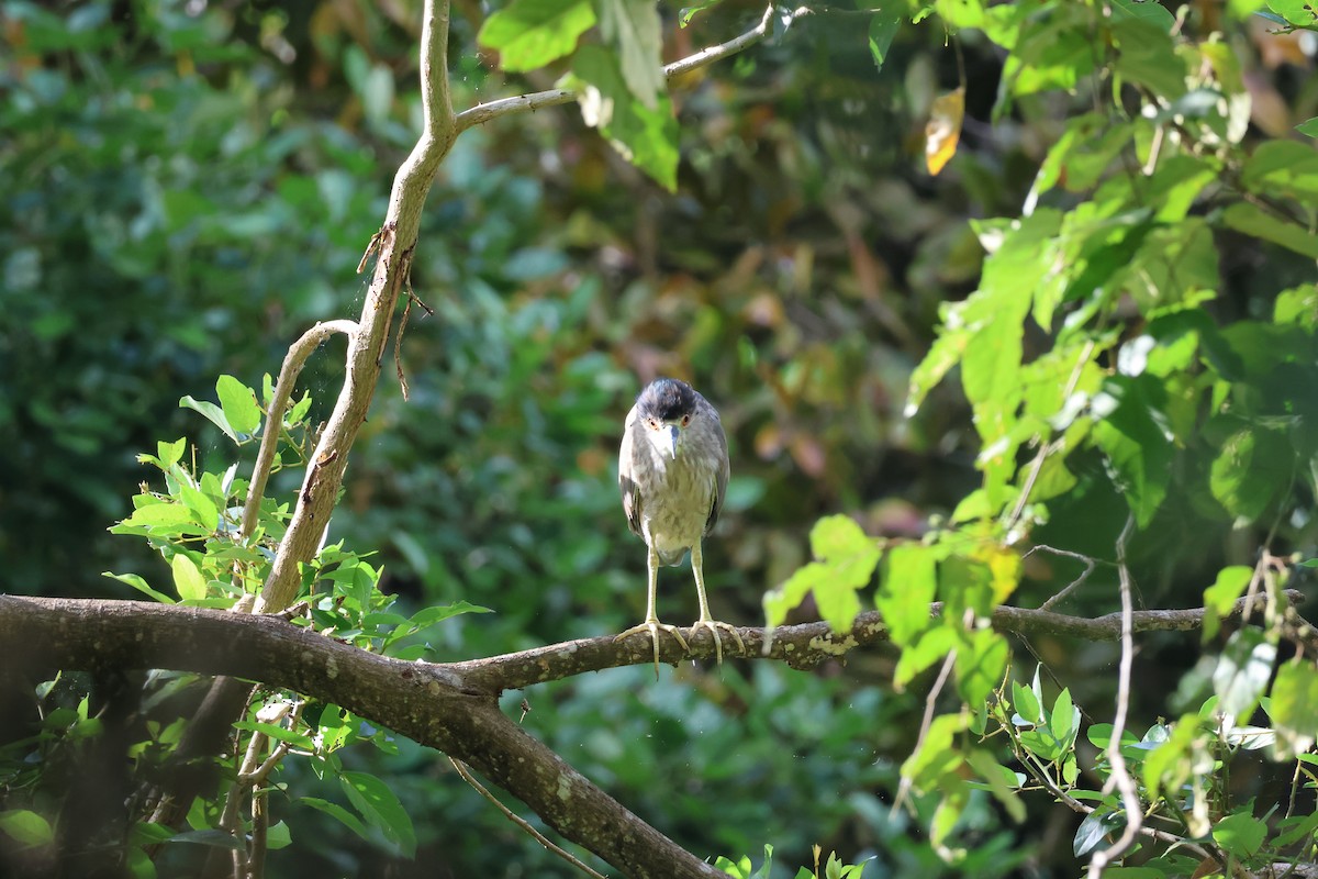 אנפת לילה - ML646178271