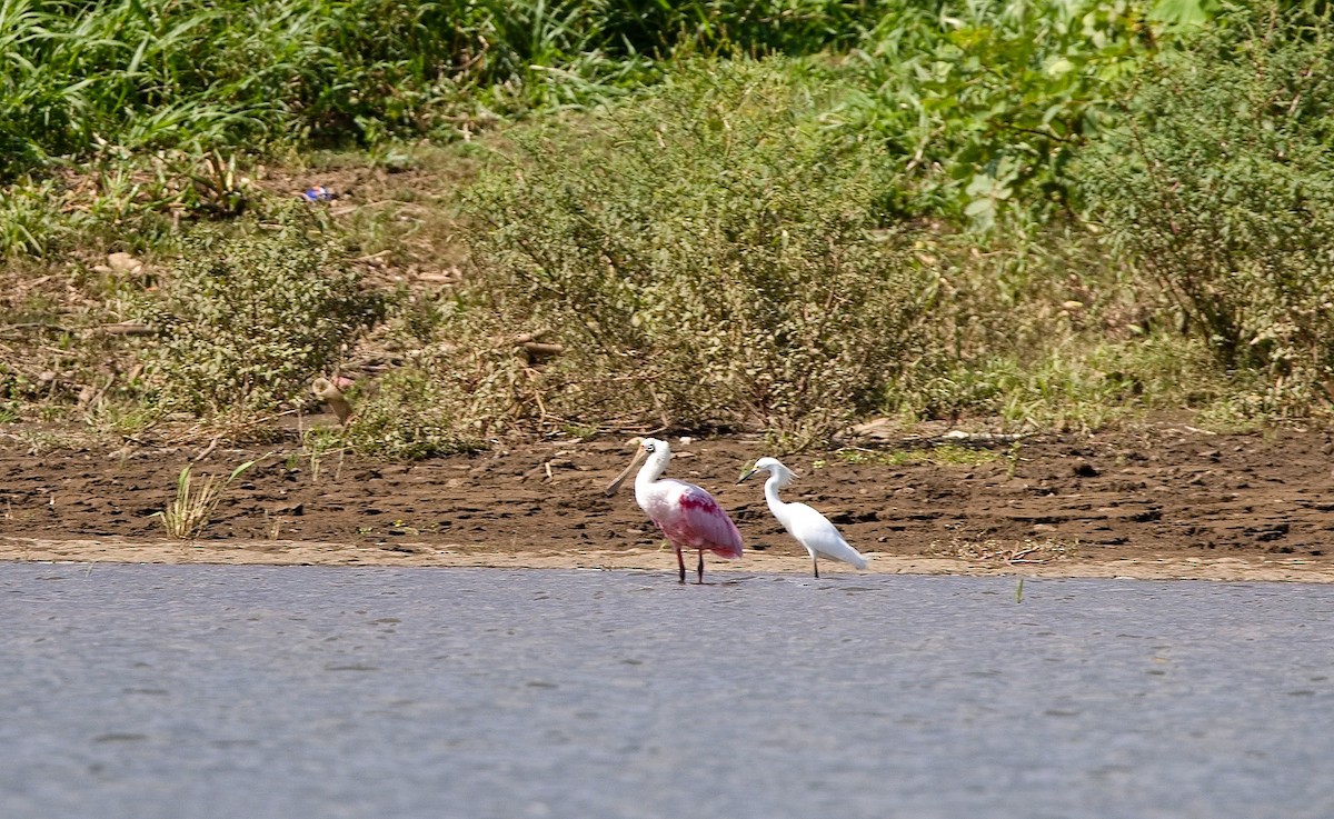 Roseate Spoonbill - ML646178273