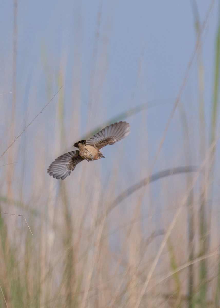 דוחל מזרחי - ML646178274