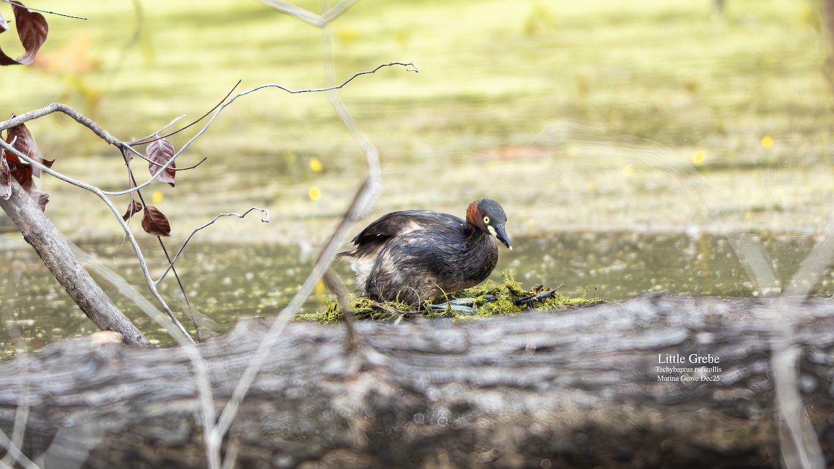 טבלן גמדי - ML646178276