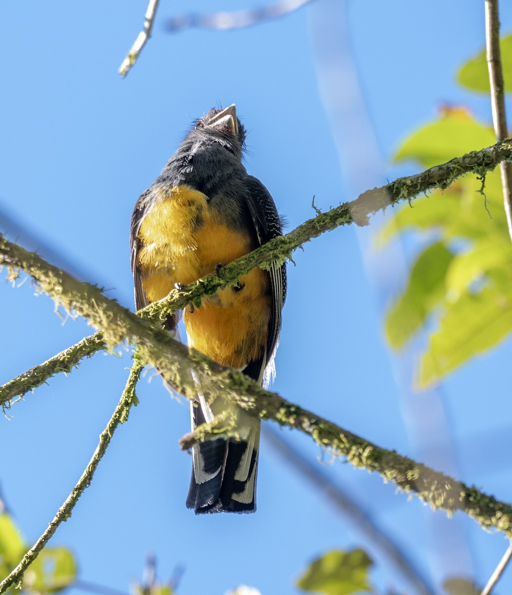 Surucua Trogon - ML646178277