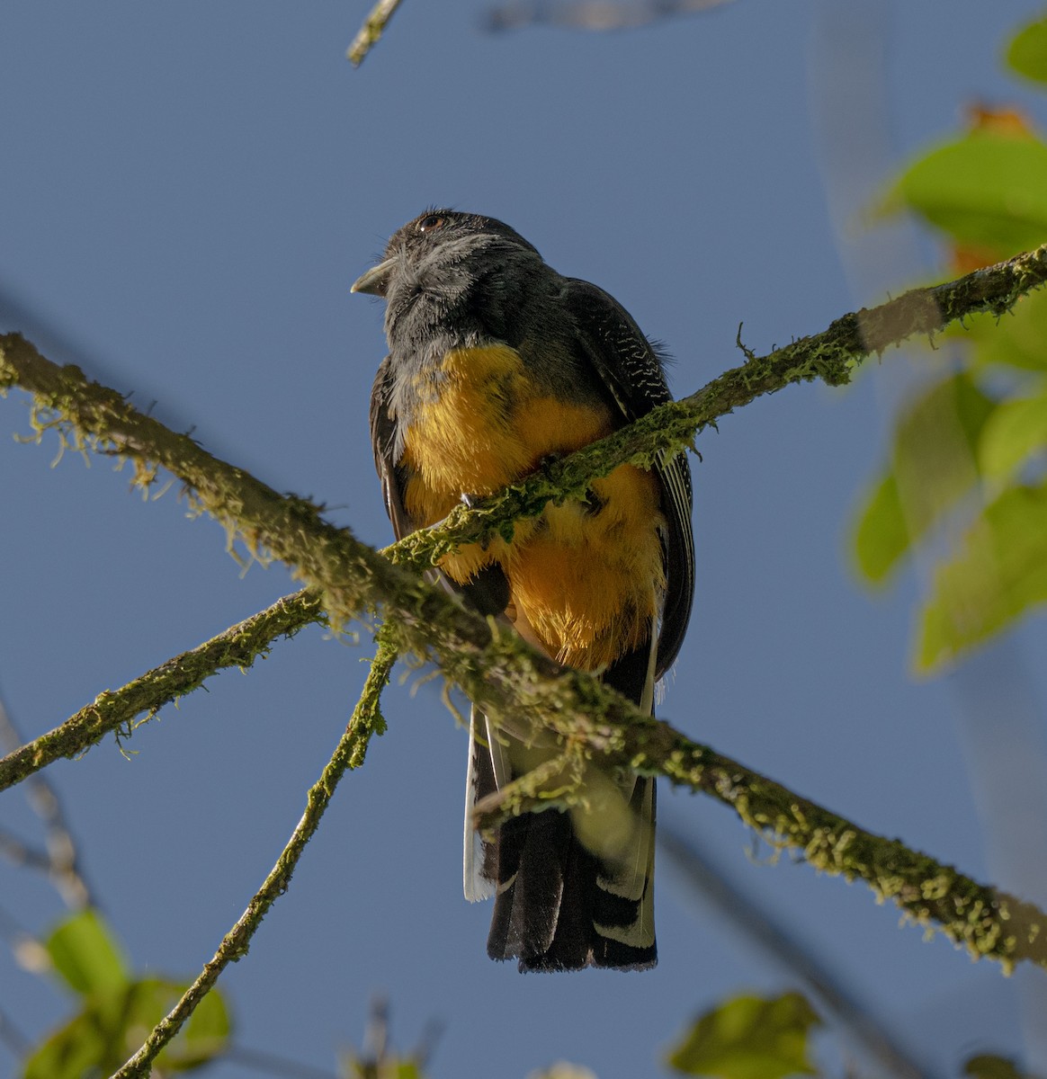 Surucua Trogon - ML646178278