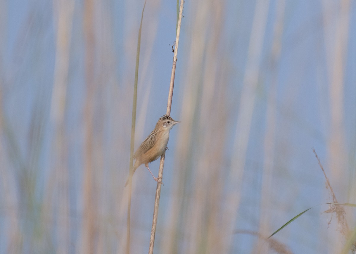 תפר - ML646178279