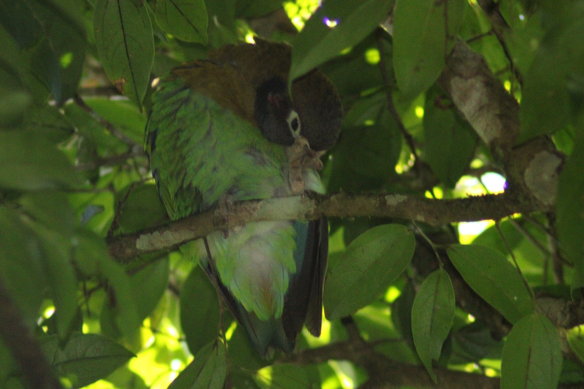 amazónek hnědohlavý - ML646178280