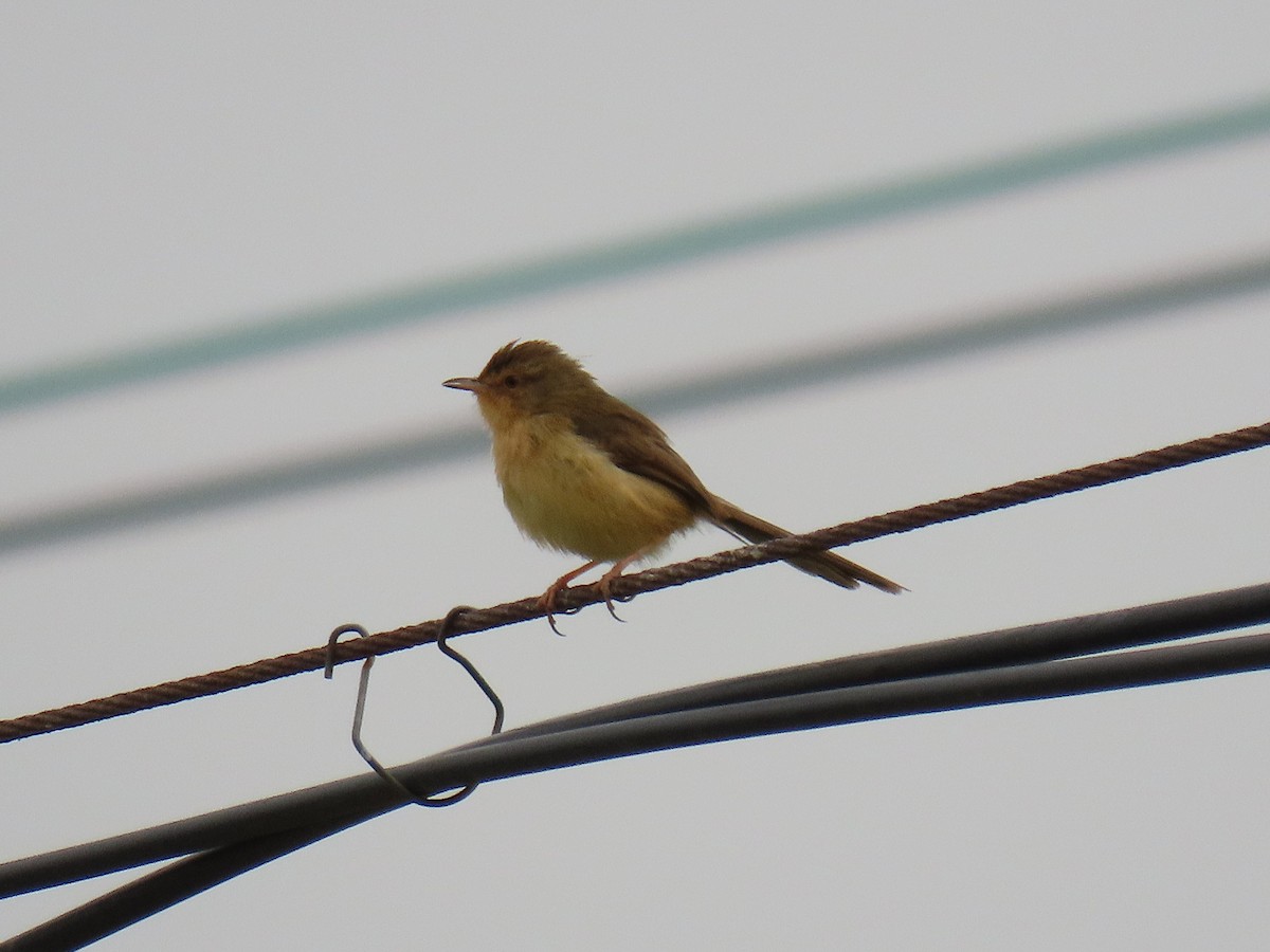Plain Prinia - ML646178281