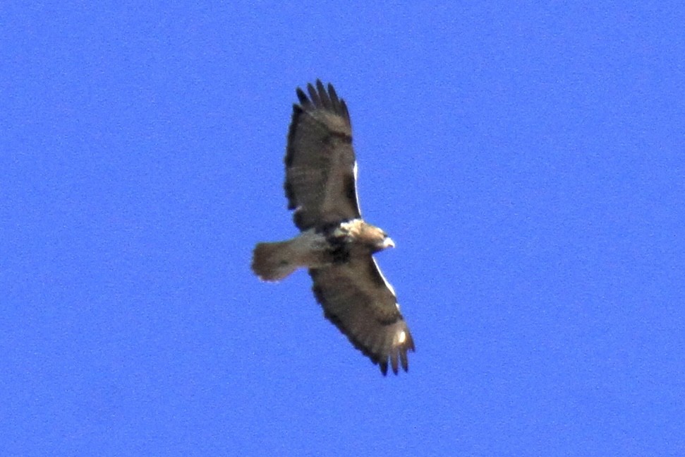 Red-tailed Hawk (abieticola) - ML646178285