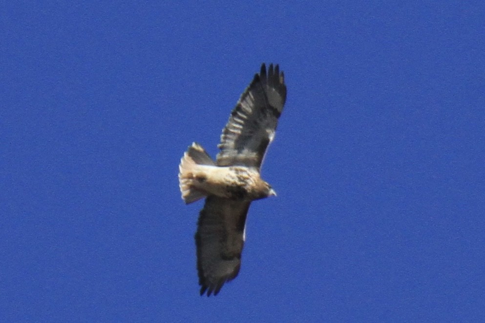 Red-tailed Hawk (abieticola) - ML646178286