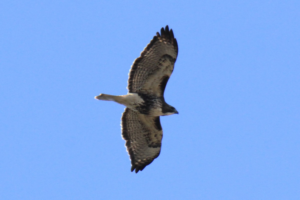 Red-tailed Hawk (abieticola) - ML646178287