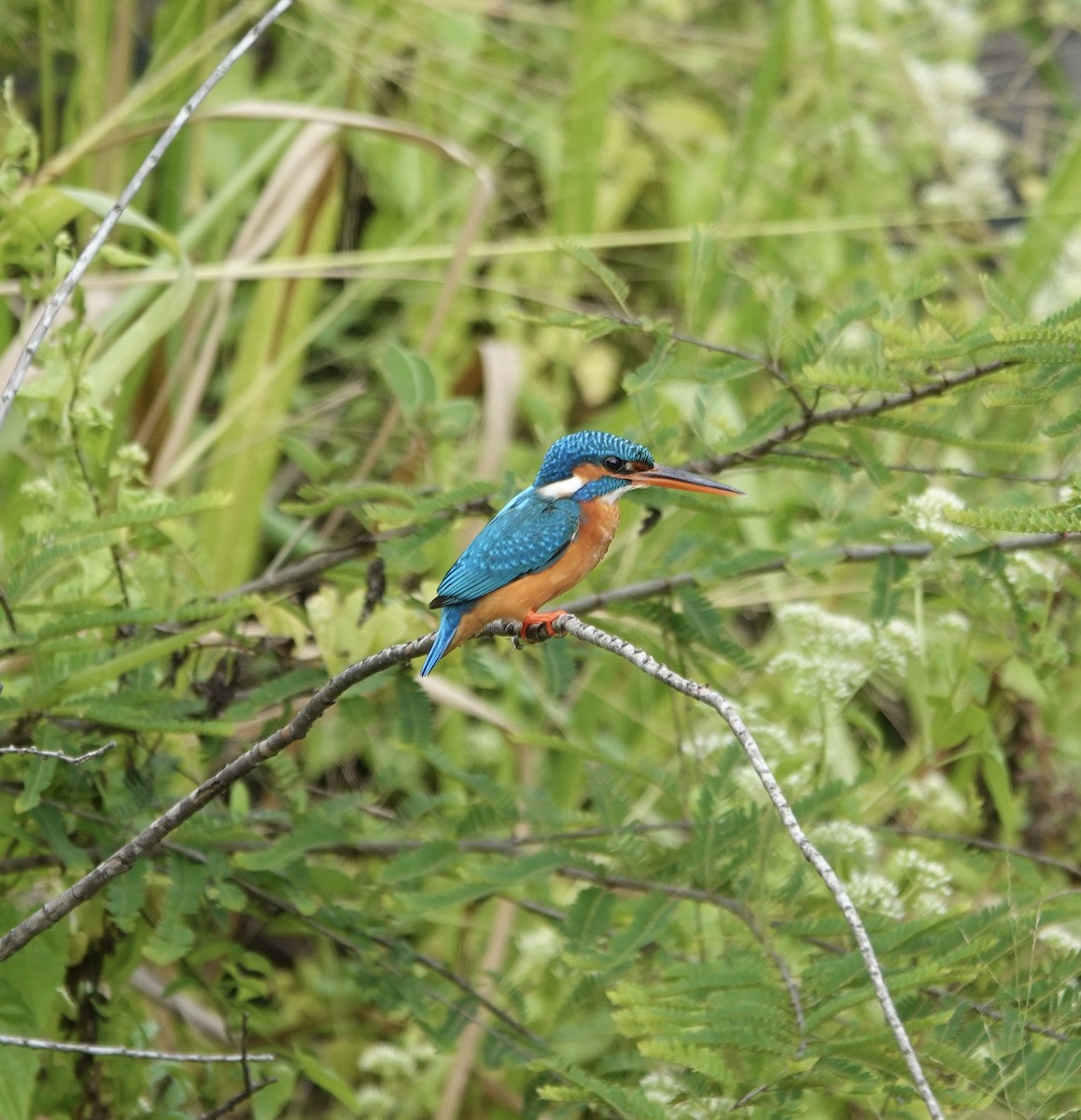 שלדג גמדי - ML646178288