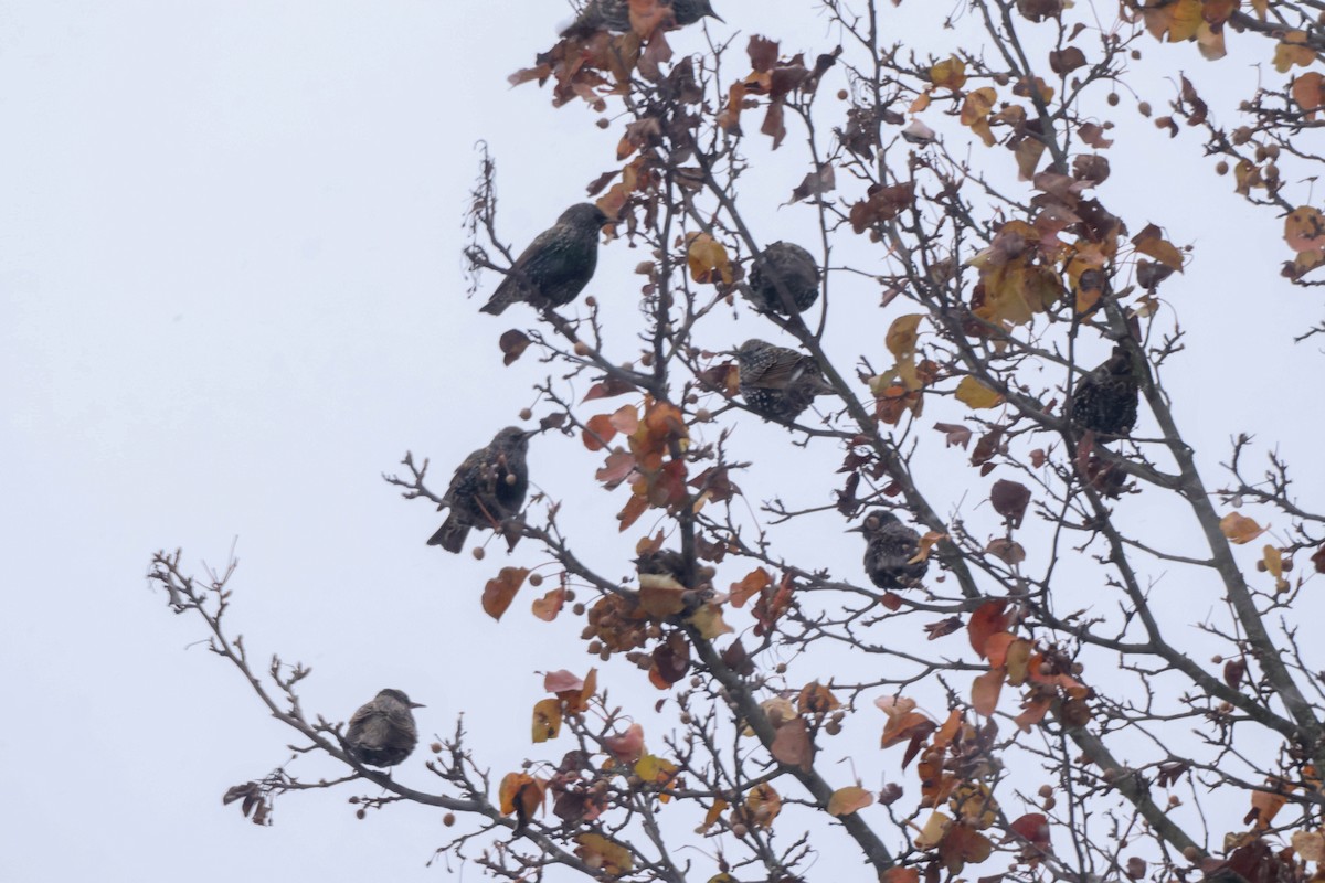 זרזיר מצוי - ML646178289