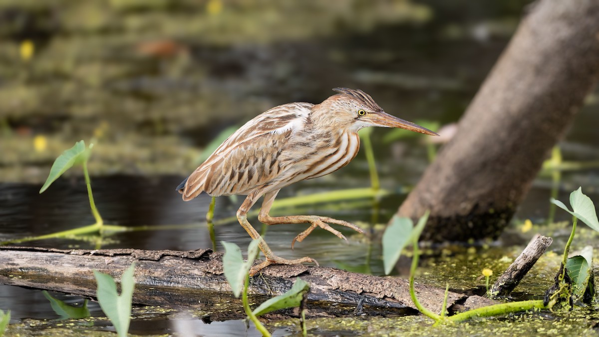Yellow Bittern - ML646178290