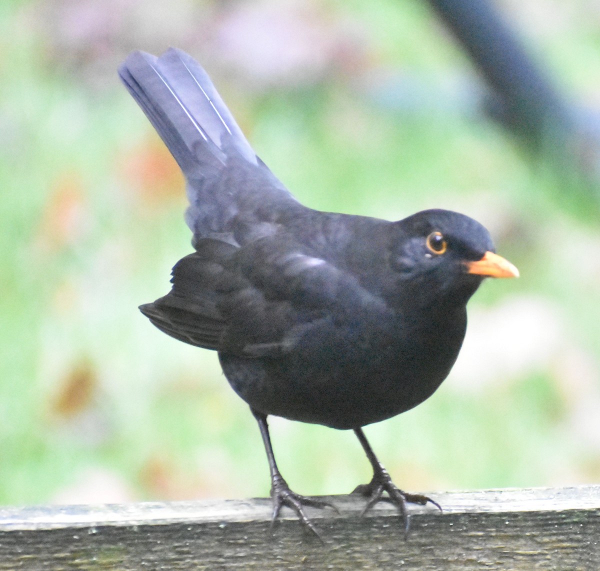 שחרור - ML646178291