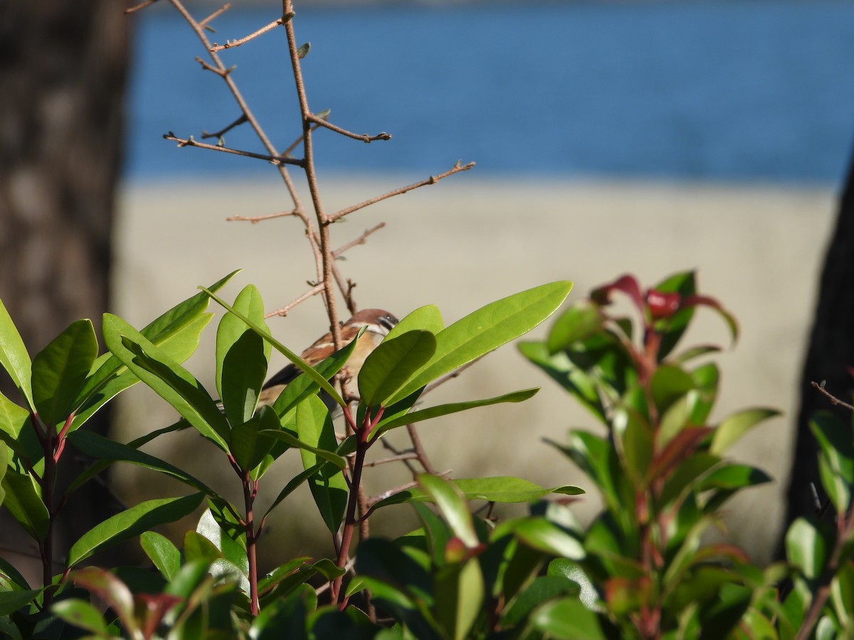 דרור הרים - ML646178293