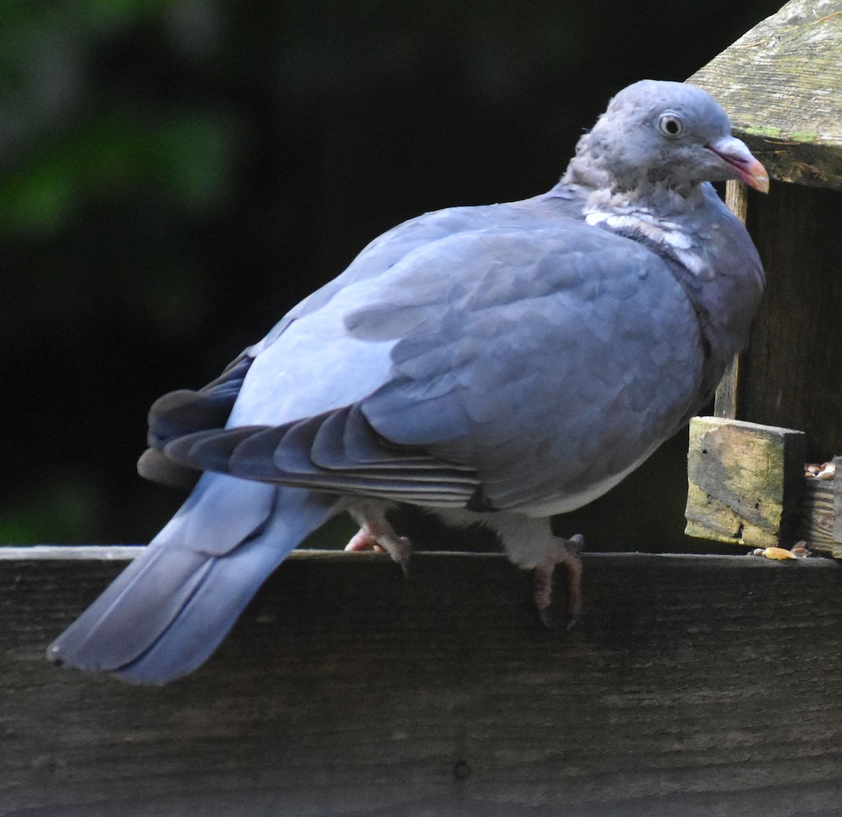 יונת ענק - ML646178294