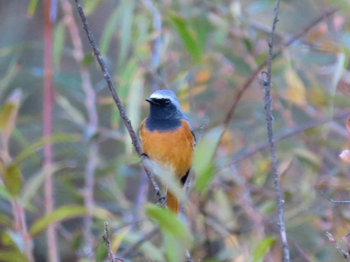 Hodgson's Redstart - ML646178297