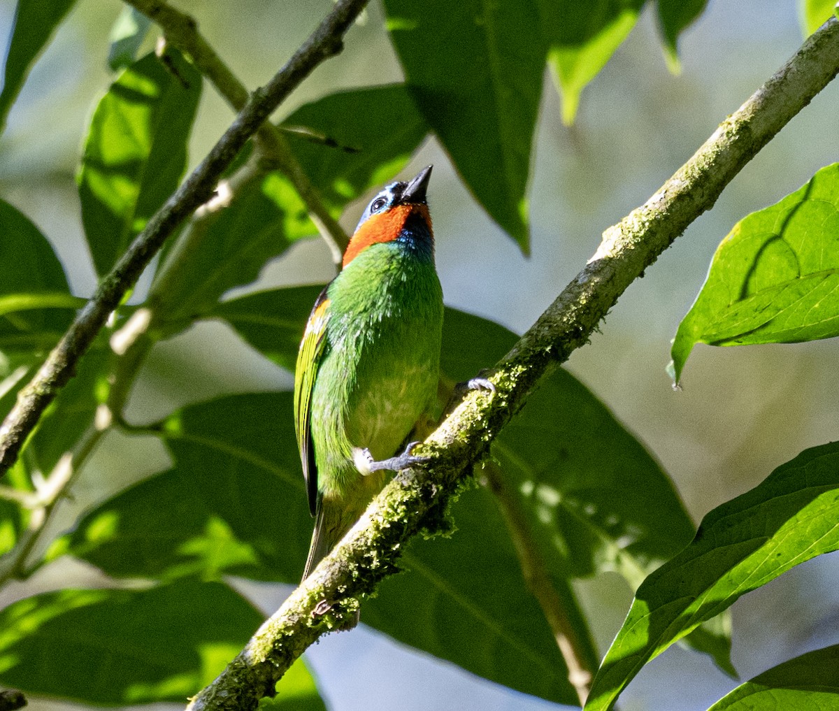 Red-necked Tanager - ML646178301