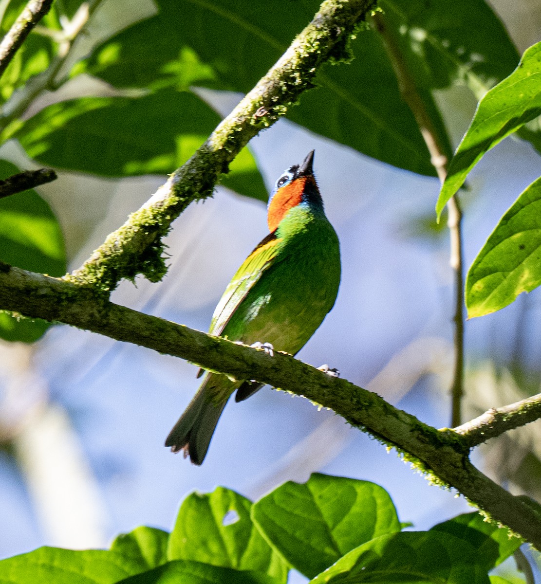 Red-necked Tanager - ML646178302