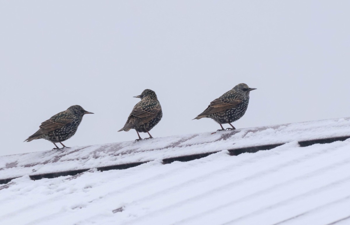 זרזיר מצוי - ML646178307