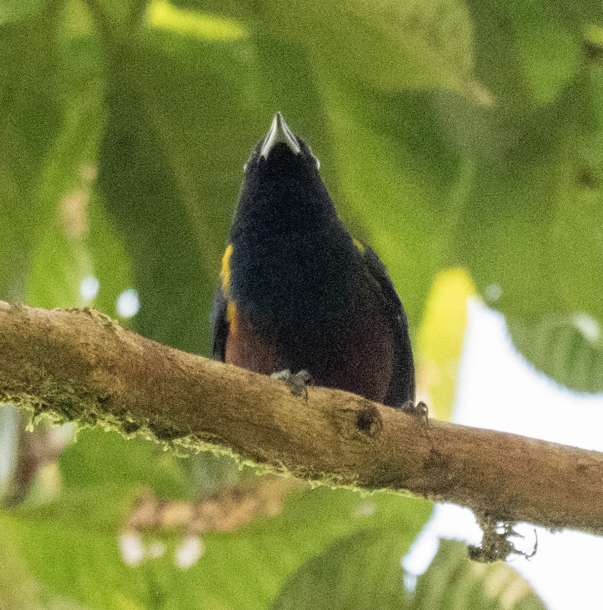 Braunbauchorganist - ML646178312