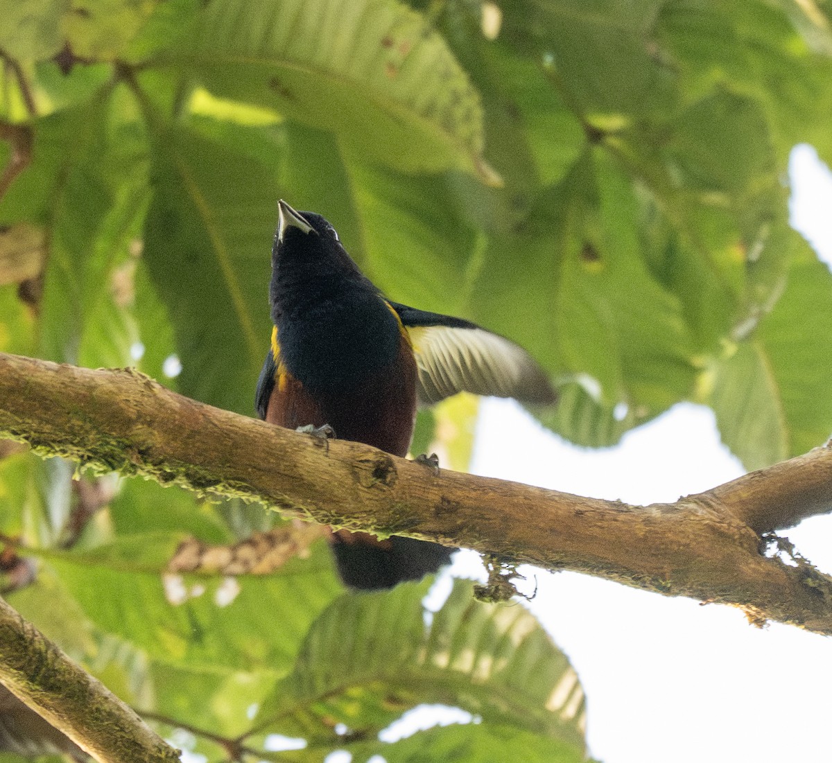 Braunbauchorganist - ML646178316