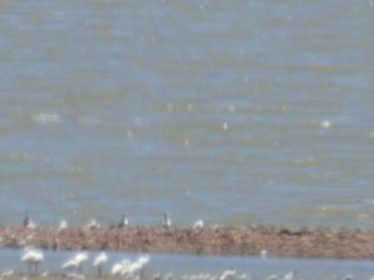 オーストラリアヘラサギ - ML646178323