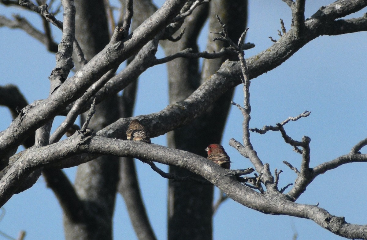 House Finch - ML646178328