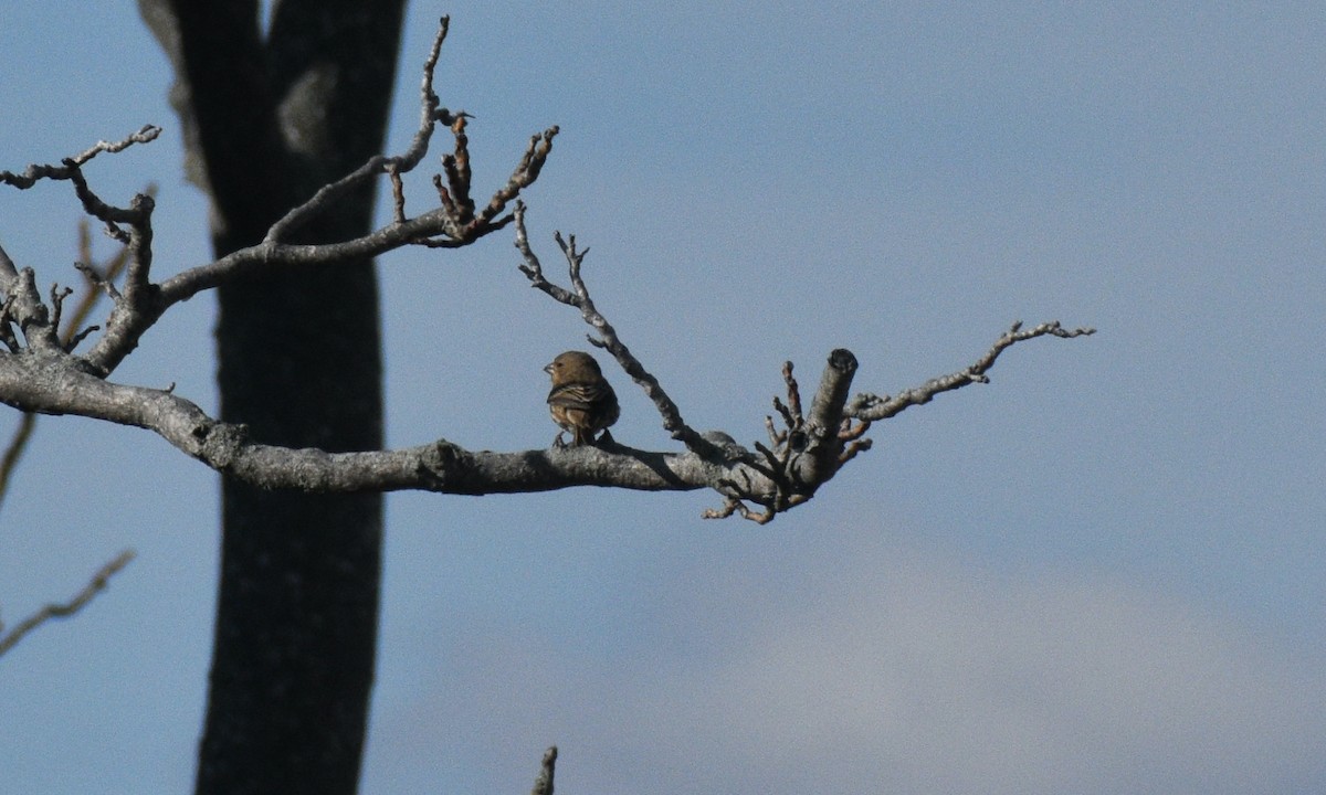 House Finch - ML646178329