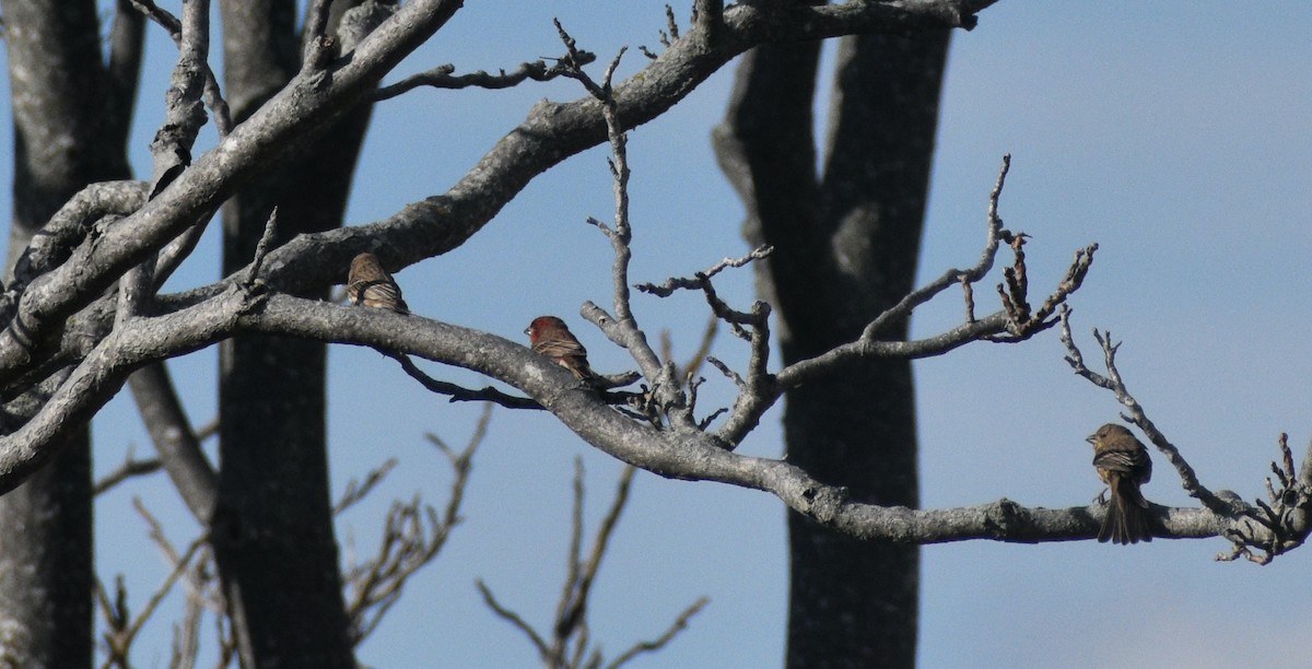 House Finch - ML646178330