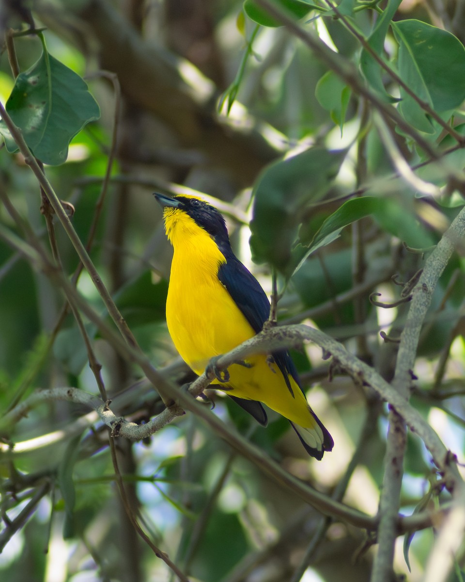 Thick-billed Euphonia - ML646178331