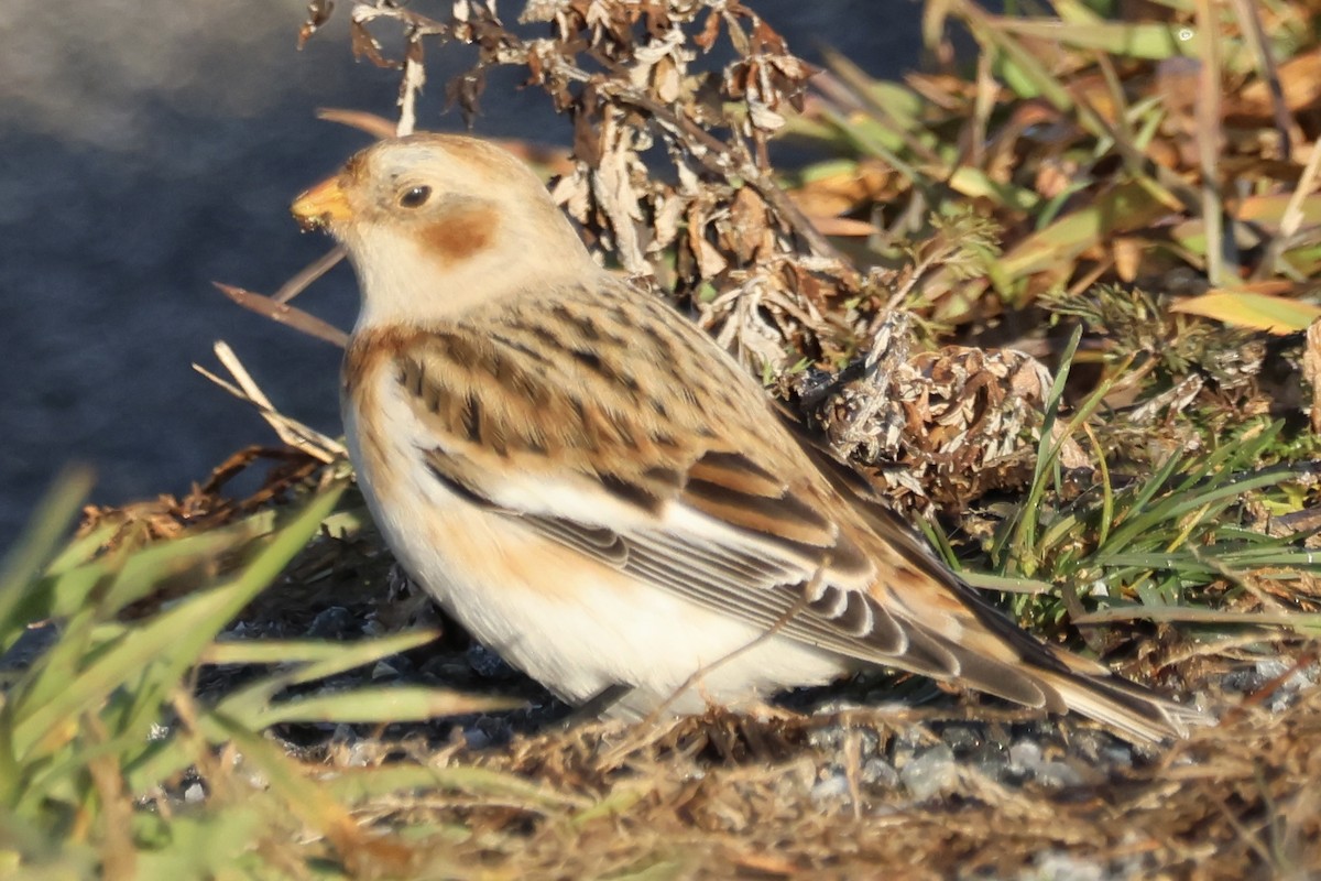 Alaca Çinte - ML646178336