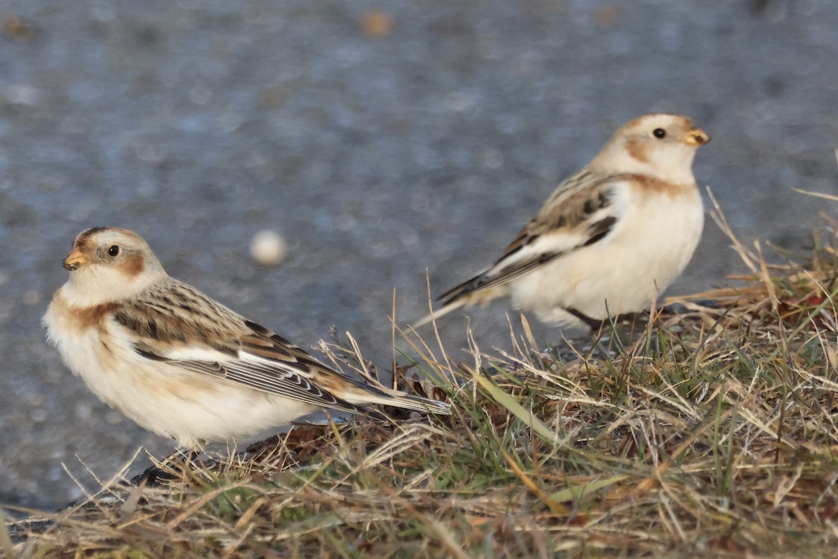 Alaca Çinte - ML646178337