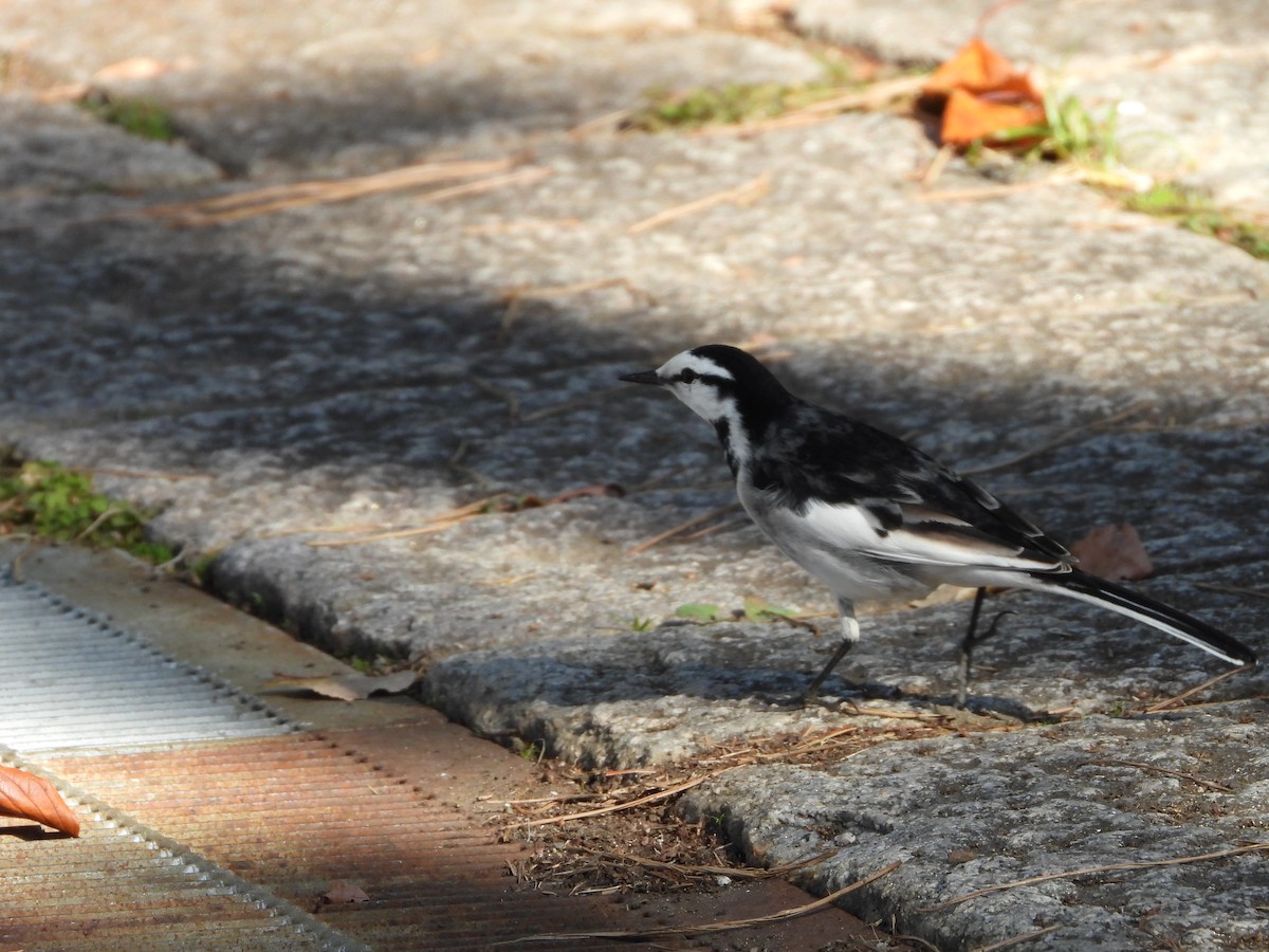 linerle - ML646178338