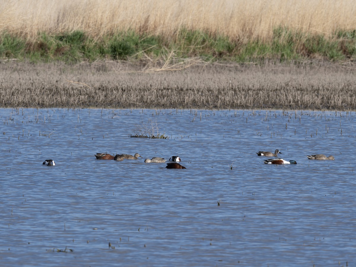 שרשיר כחול-כנף - ML646178340