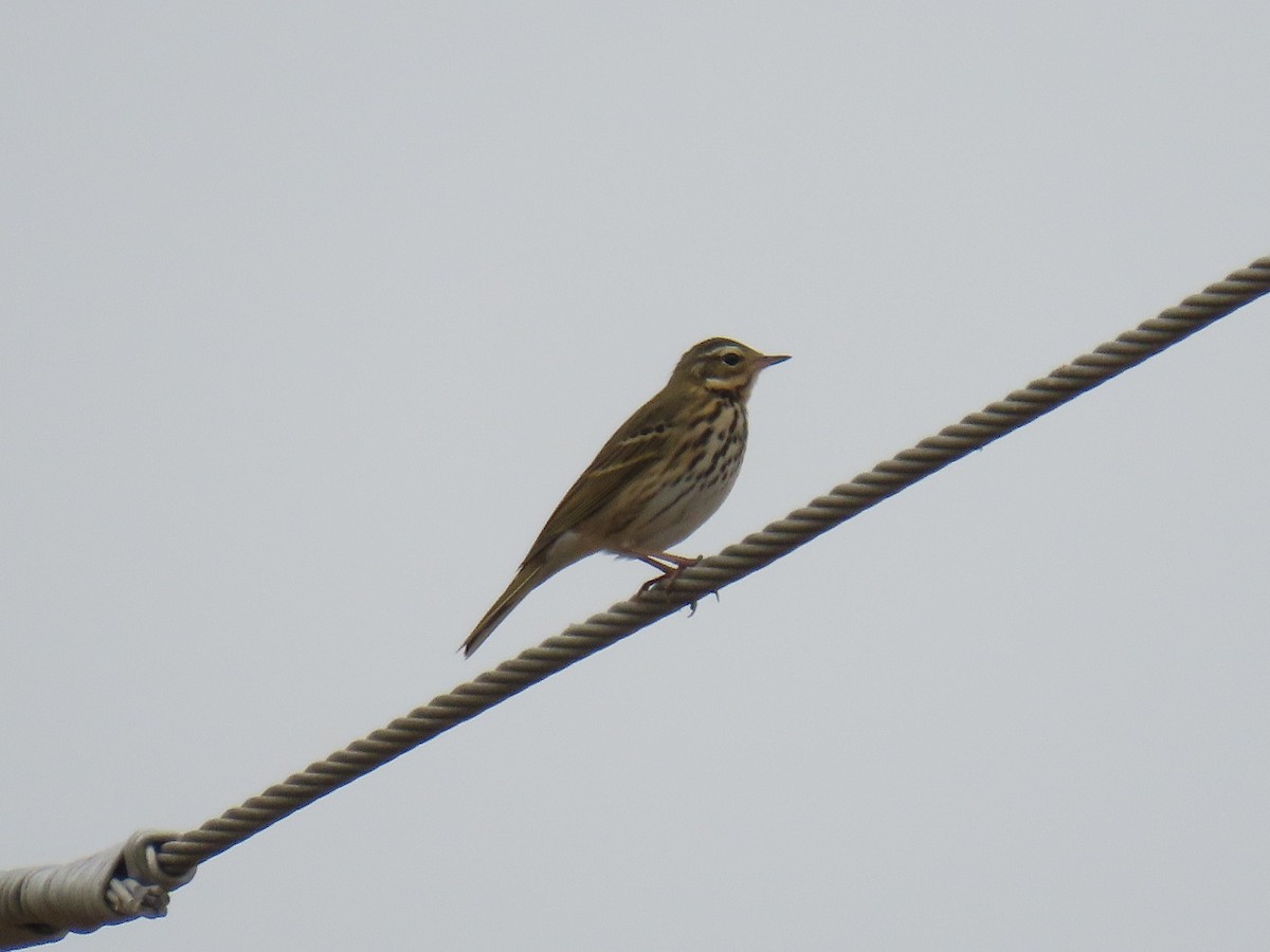 Olive-backed Pipit - ML646178341